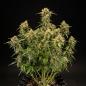 Preview: Samen 3x Medusa F1 Automatik Royalqueenseeds